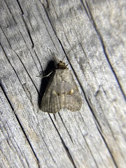 Hyperstrotia flaviguttata