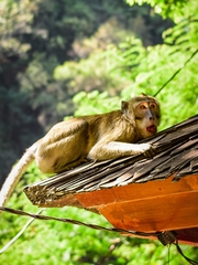 Macaca fascicularis