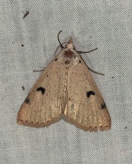 Scolecocampa atriluna
