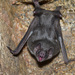 Common Vampire Bat - Photo (c) Tomás Carranza Perales, some rights reserved (CC BY), uploaded by Tomás Carranza Perales