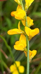 Genista micrantha
