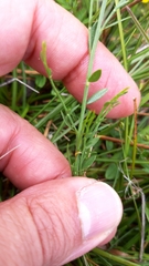 Genista micrantha