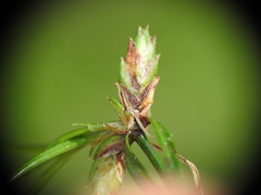 Cyperus gracilis
