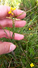 Genista micrantha