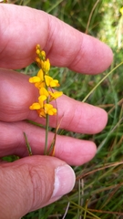 Genista micrantha
