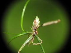 Cyperus gracilis
