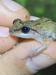 Eleutherodactylus portoricensis