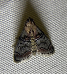 Pococera maritimalis