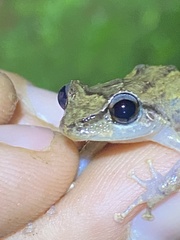 Eleutherodactylus portoricensis