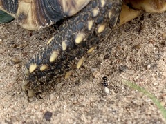 Kinixys belliana