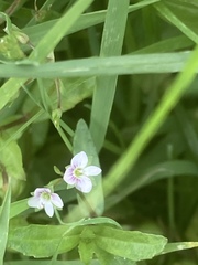 Veronica scutellata