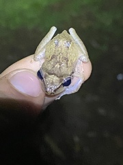 Eleutherodactylus portoricensis