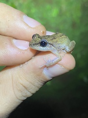 Eleutherodactylus portoricensis