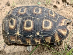 Kinixys belliana