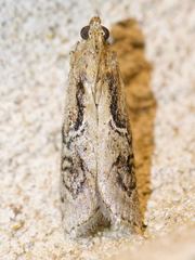 Philocrotona kendalli