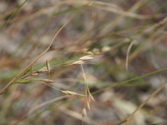 Eriachne pallescens
