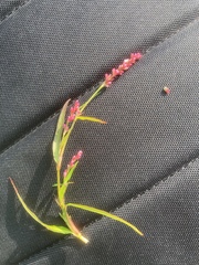 Persicaria minor