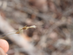 Eriachne pallescens