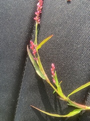Persicaria minor