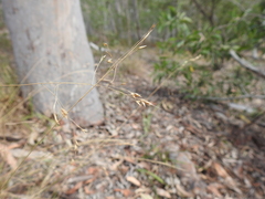 Eriachne pallescens