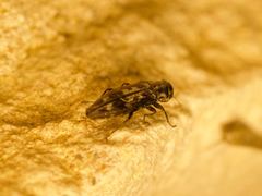 Agrilus lecontei