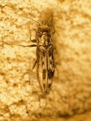 Agrilus lecontei