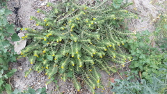 Alkanna orientalis