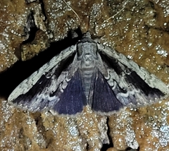Catocala angusi