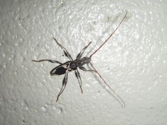 Coptocercus crucigerus