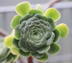 Aeonium decorum
