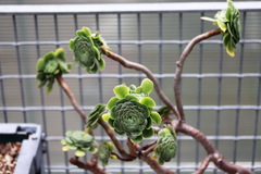 Aeonium decorum