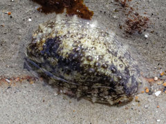 Onchidella nigricans