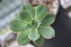 Aeonium decorum
