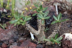 Pachypodium horombense
