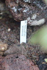 Pachypodium horombense