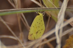 Eurema desjardinsii
