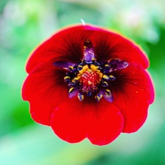 Potentilla atrosanguinea