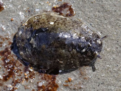 Onchidella nigricans