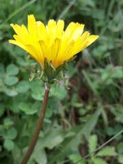 Taraxacum longicorne