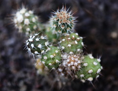 Tephrocactus
