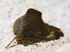 Telamona monticola