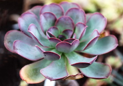 Aeonium hierrense