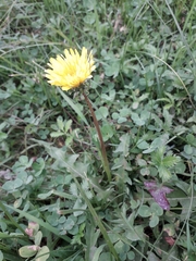 Taraxacum longicorne