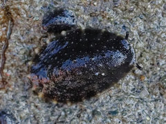 Onchidella nigricans