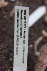 Aeonium hierrense