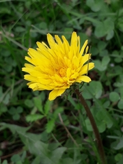 Taraxacum longicorne