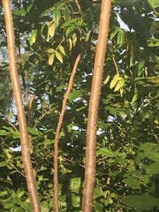 Rhus copallina image