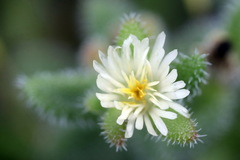Corpuscularia lehmannii