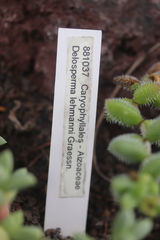 Corpuscularia lehmannii