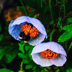 Meconopsis betonicifolia